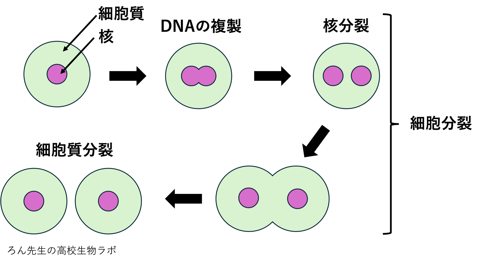 【1分でわかる】細胞質分裂、核分裂、細胞分裂の違いは?わかりやすく解説 【高校生物】 - 高校生物ラボ
