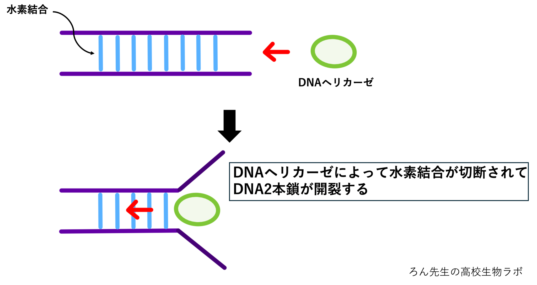 【まとめ】DNA複製のメカニズムをわかりやすく解説【高校生物】 - 高校生物ラボ